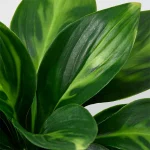 گل مصنوعی سوسن چنار ایکیا مدل FEJKA مایکیاهوم 11