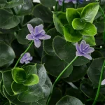 گل مصنوعی یاس بنفش گلدار ایکیا مدل FEJKA مایکیاهوم 11